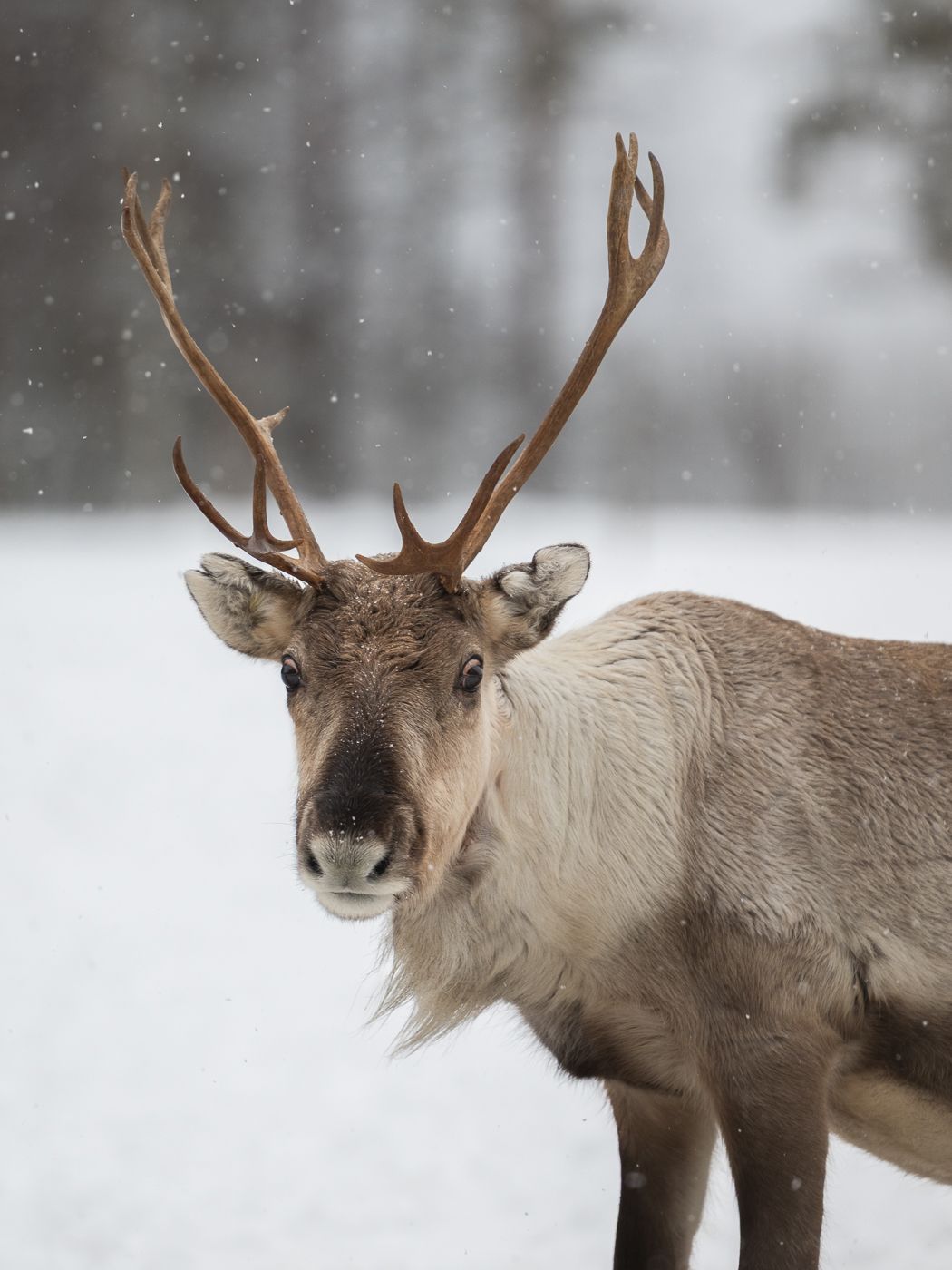 Wild reindeers farm, Finland