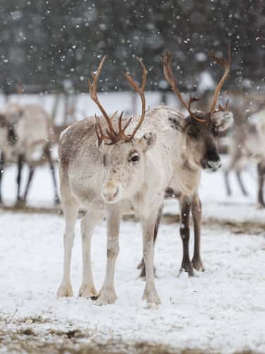 Wild reindeers farm