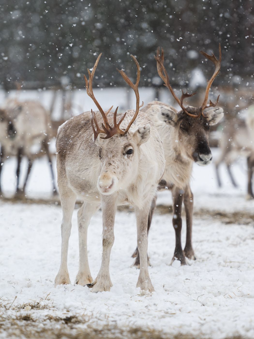 Wild reindeers farm, Finland