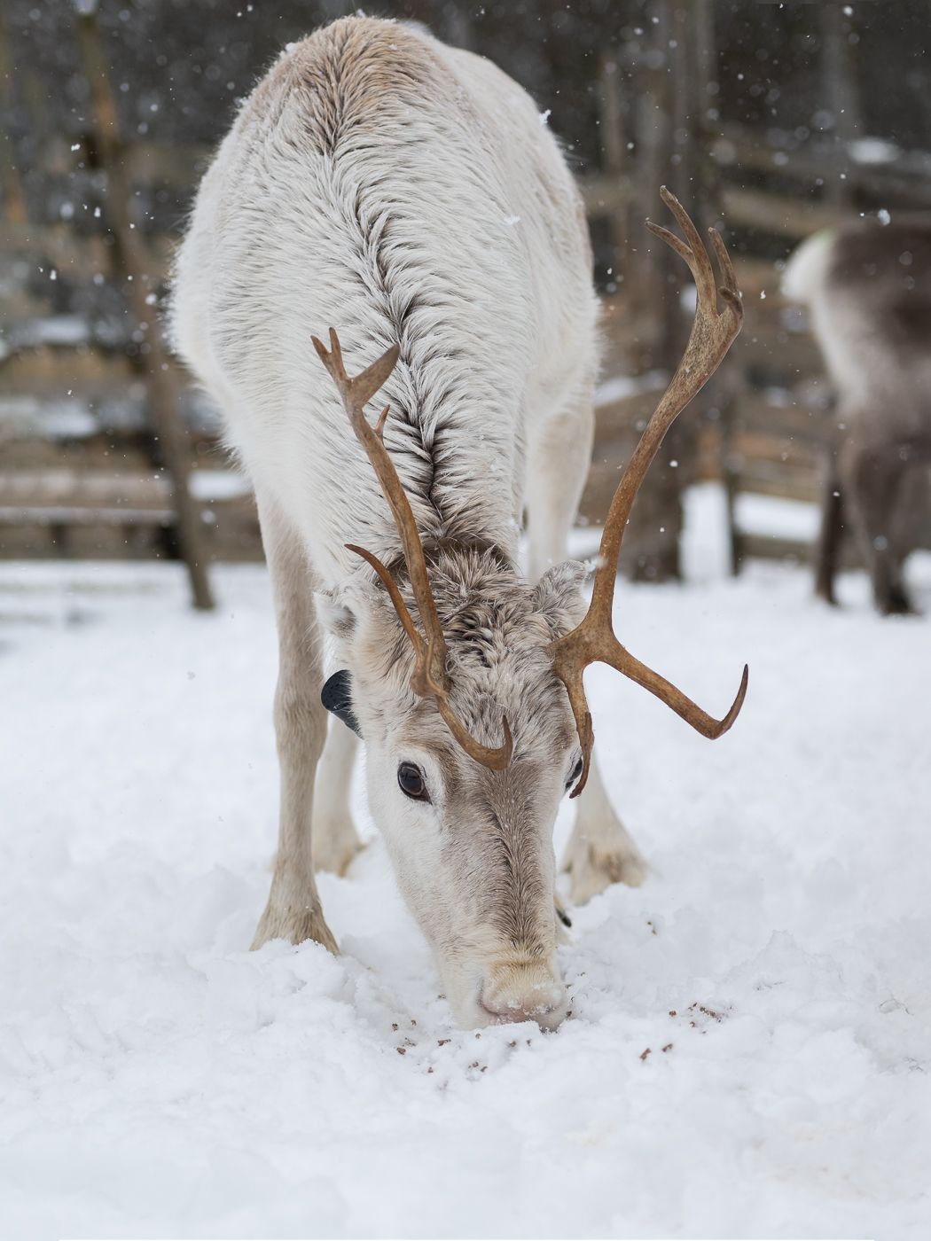 Wild reindeers farm, Finland