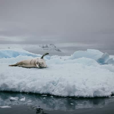 Wildlife in Charlotte Bay, Antarctica, Antarctica