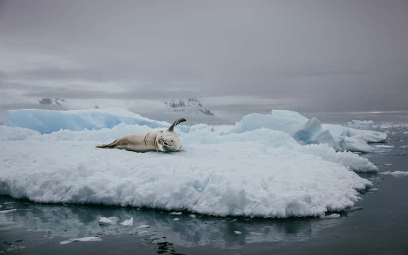 Wildlife in Charlotte Bay, Antarctica