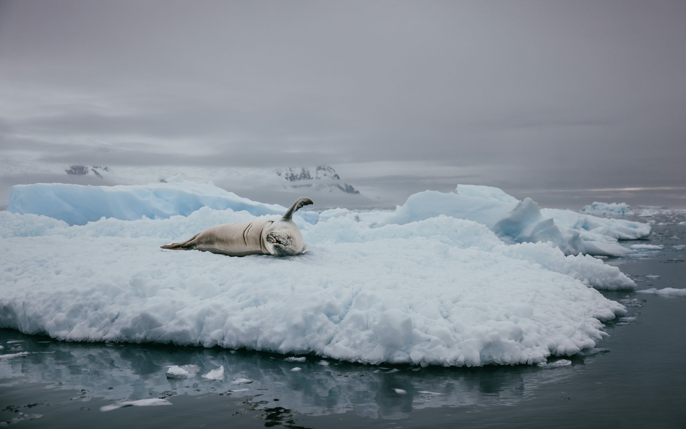 Wildlife in Charlotte Bay, Antarctica, Antarctica