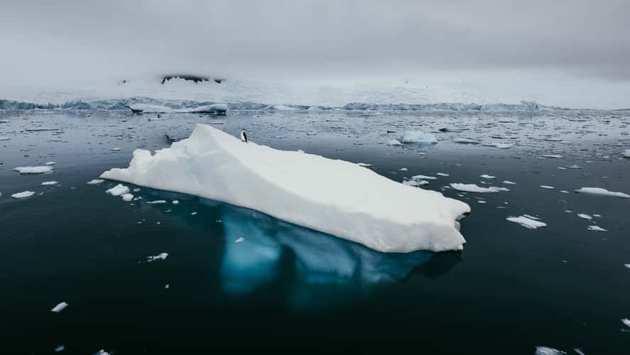 Wildlife in Charlotte Bay, Antarctica