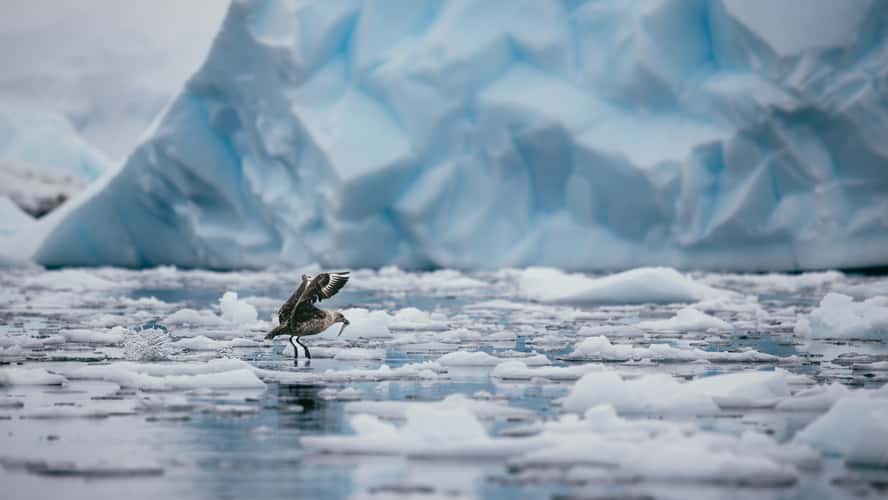 Wildlife in Charlotte Bay, Antarctica