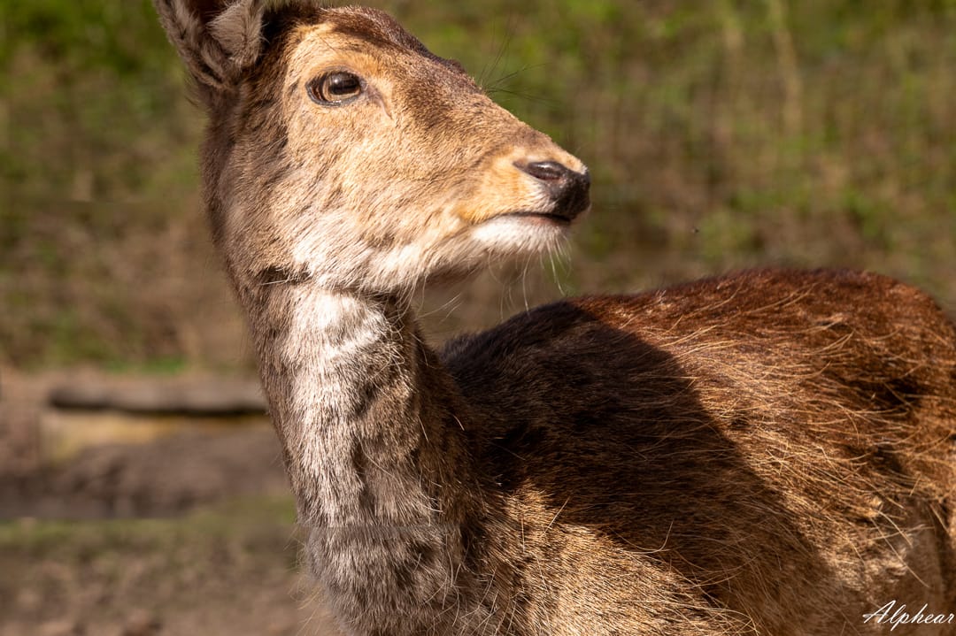 Wildpark Karlsbrunn, Germany