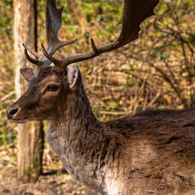 Wildpark Karlsbrunn, Germany