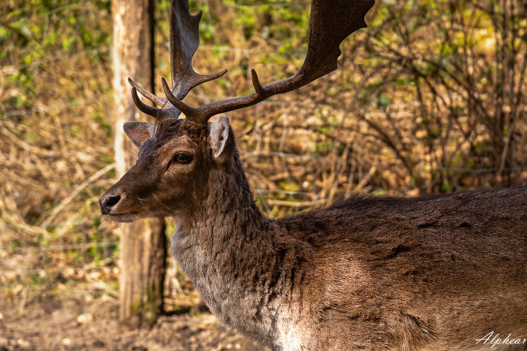 Wildpark Karlsbrunn, Germany