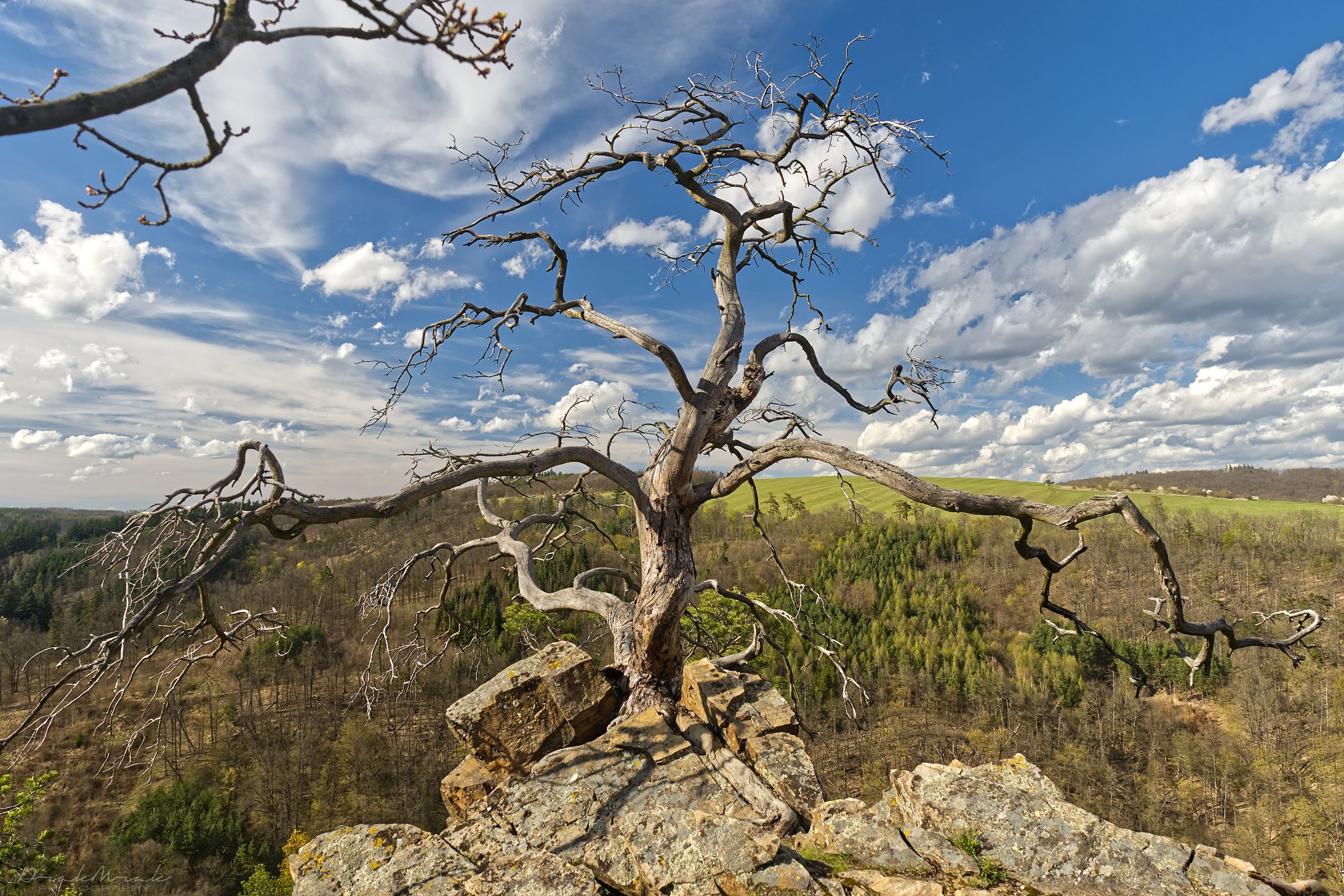 An old, dry tree overlooking the Oslava River valley, Czech Republic