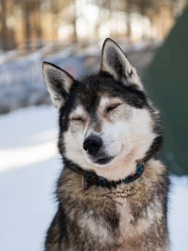 Arctic Circle Husky Park