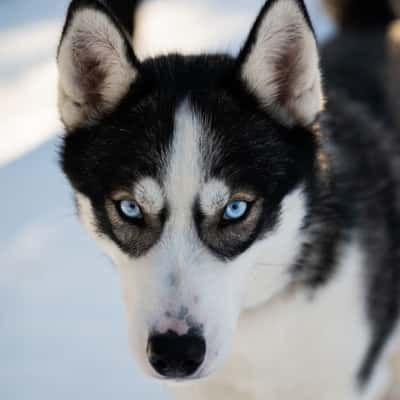 Arctic Circle Husky Park, Finland