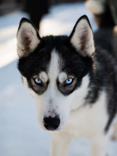 Arctic Circle Husky Park