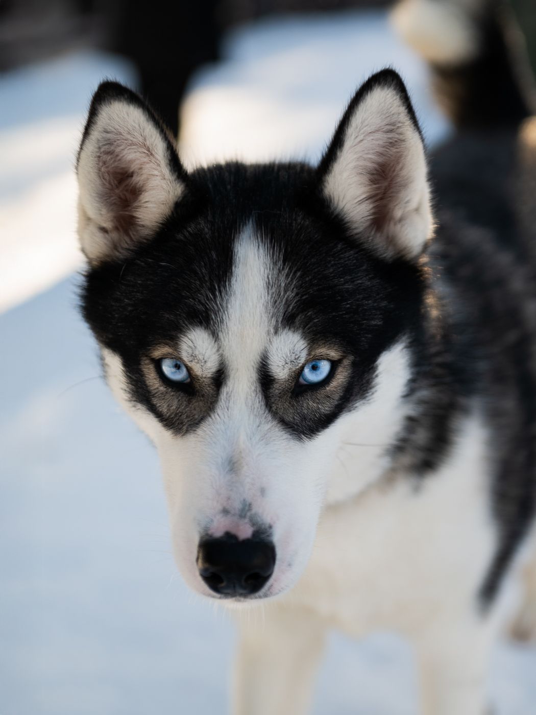 Arctic Circle Husky Park, Finland