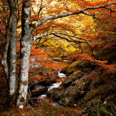 Autumn forest near Sarufa Oda, Hokkaido, Japan, Japan