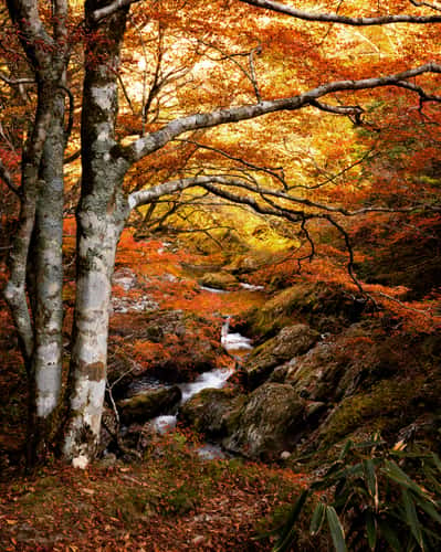 Autumn forest near Sarufa Oda, Hokkaido, Japan