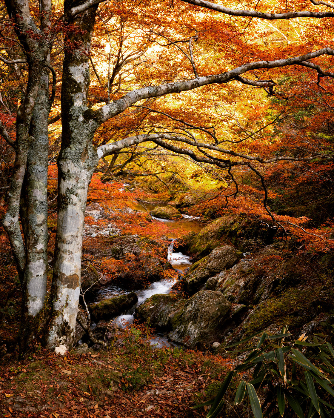 Autumn forest near Sarufa Oda, Hokkaido, Japan, Japan