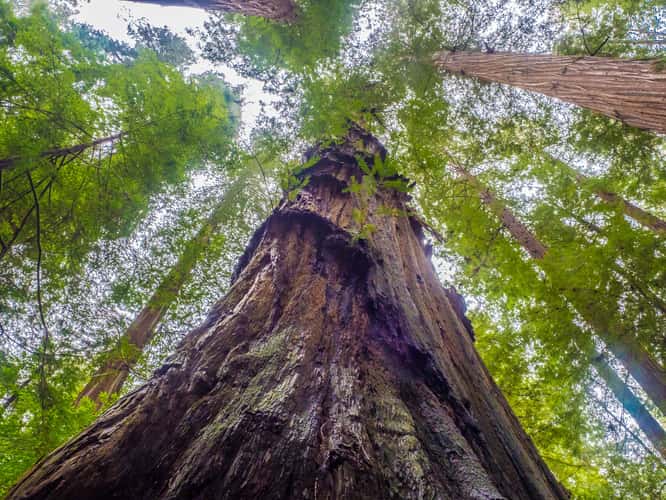 Avenue of the Giants