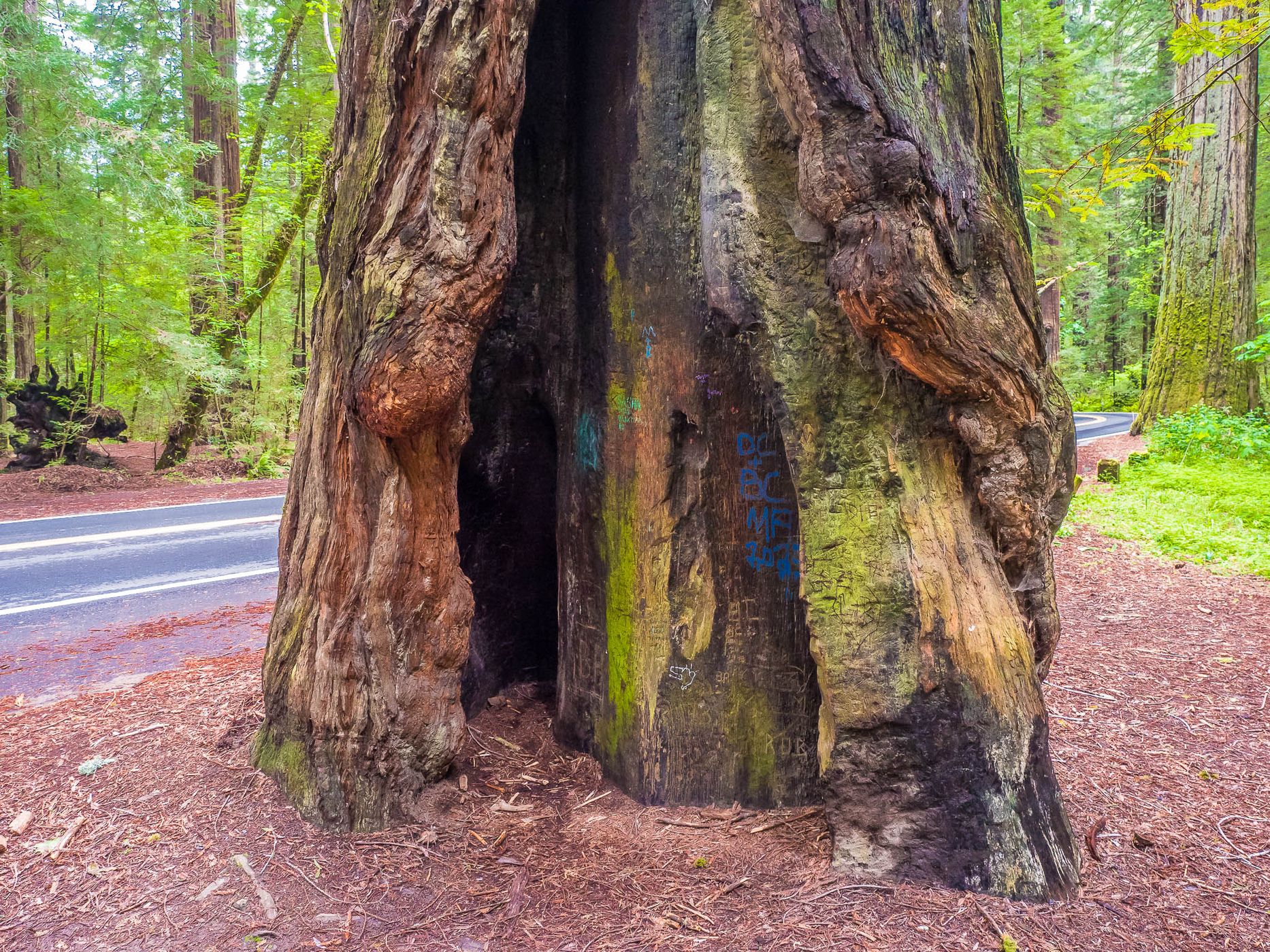 Avenue of the Giants, USA