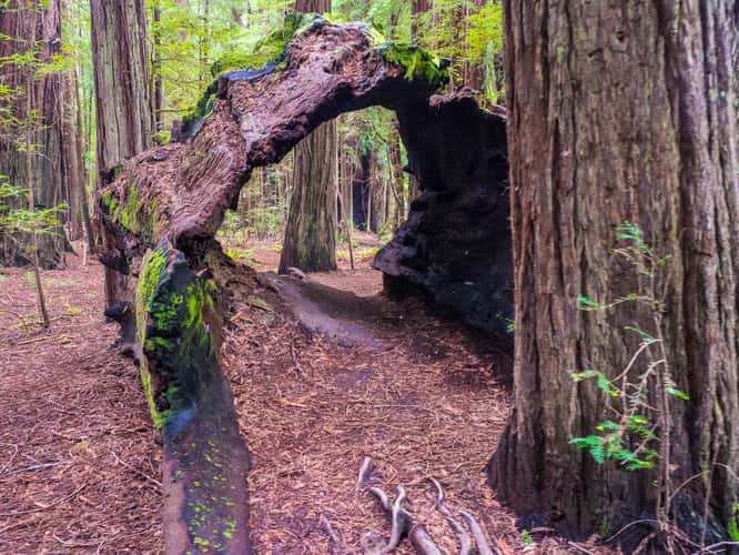 Avenue of the Giants