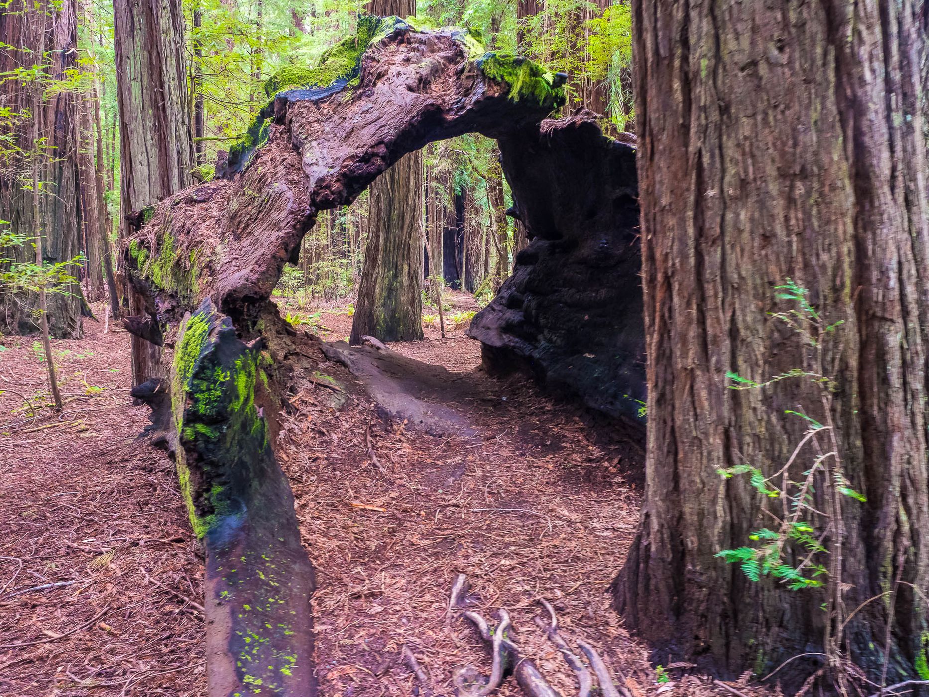 Avenue of the Giants, USA
