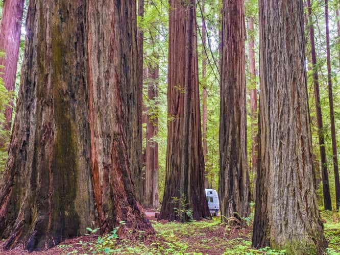 Avenue of the Giants