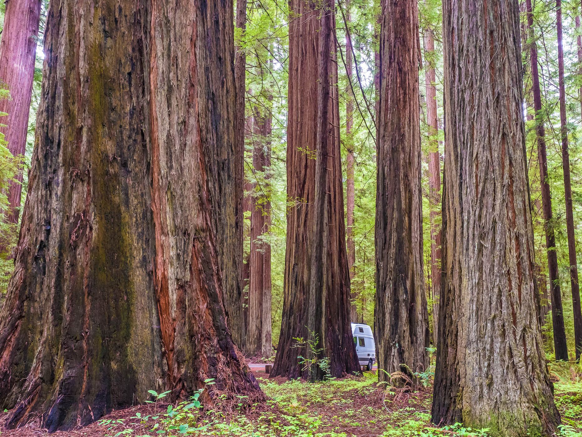 Avenue of the Giants, USA