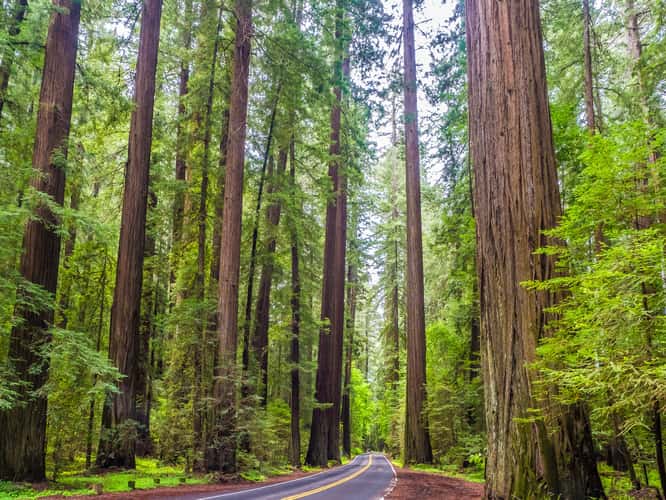 Avenue of the Giants