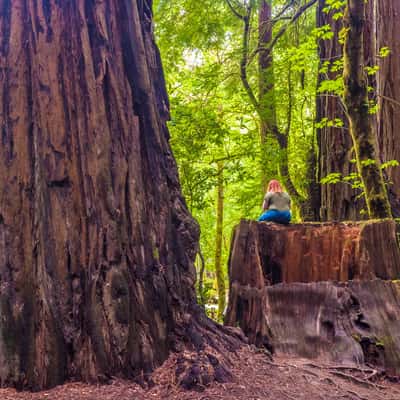 Avenue of the Giants, USA
