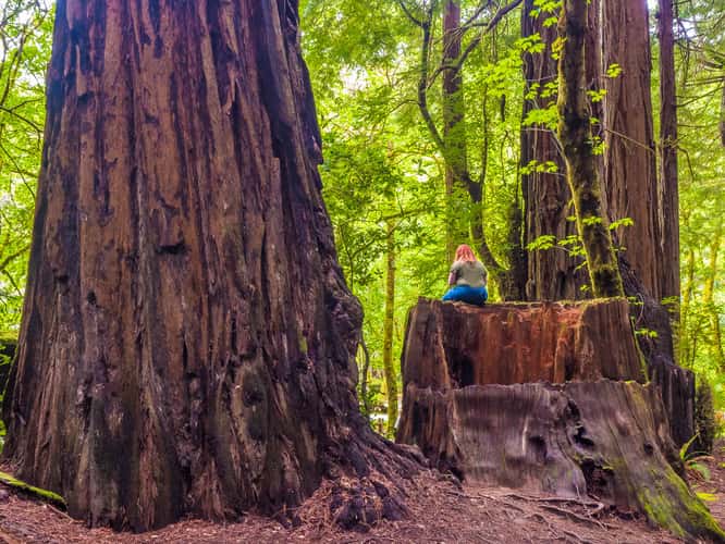 Avenue of the Giants