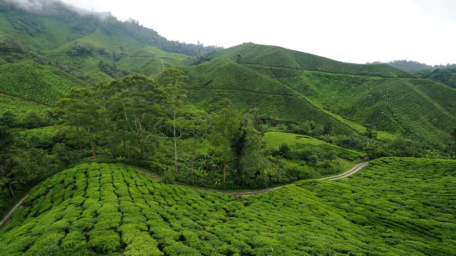 Cameron Highlands