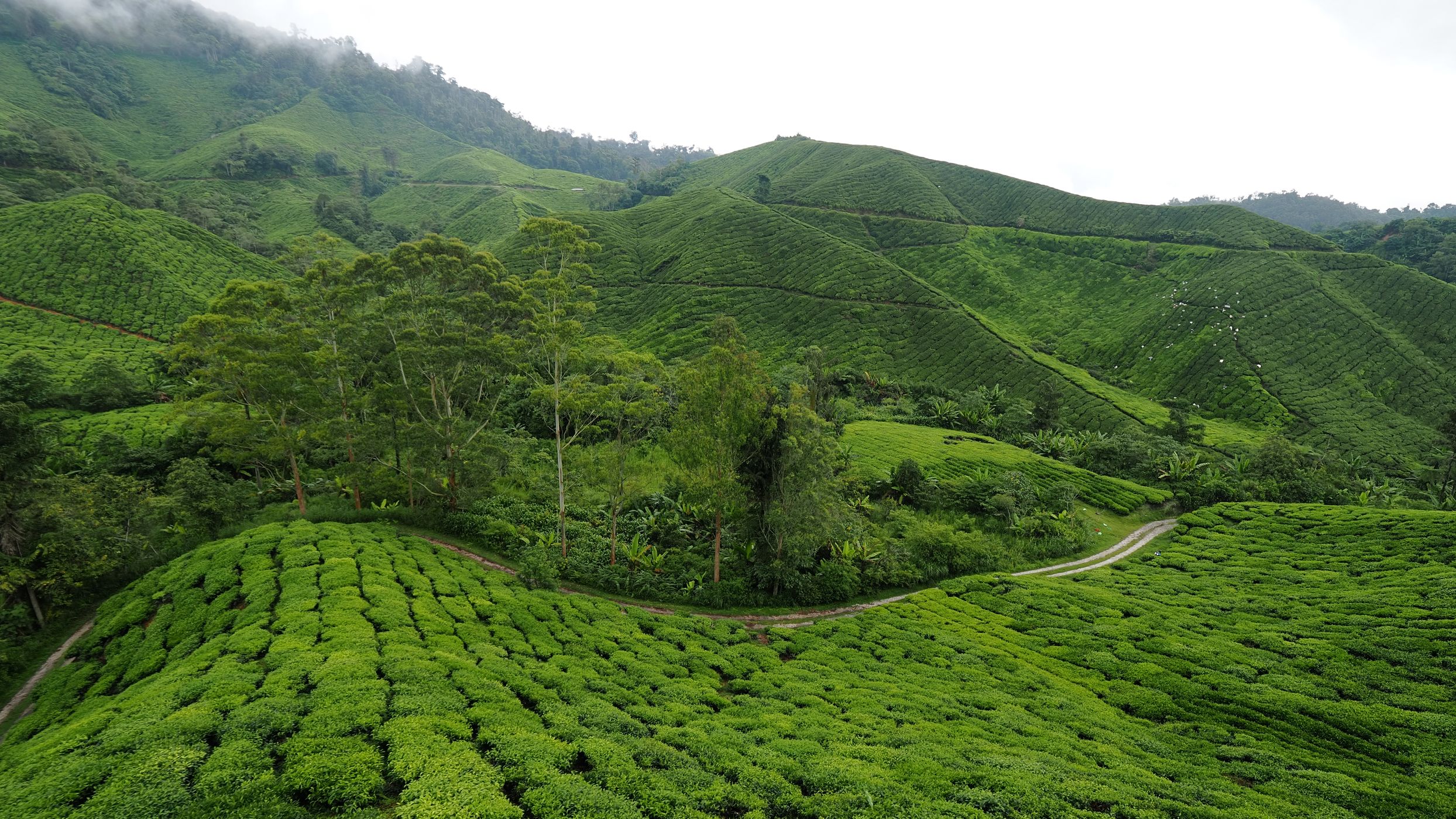 Cameron Highlands, Malaysia