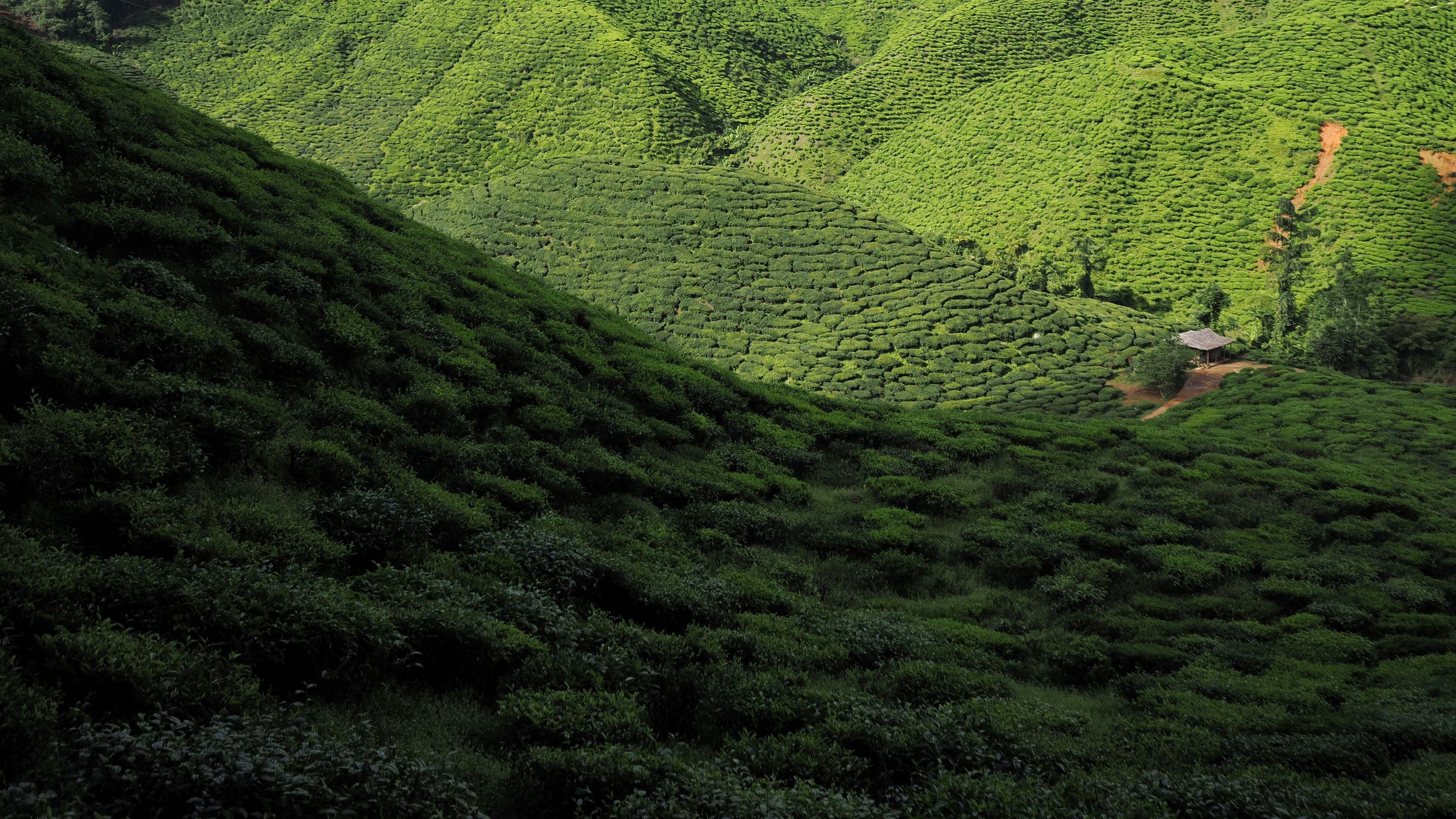 Cameron Highlands, Malaysia