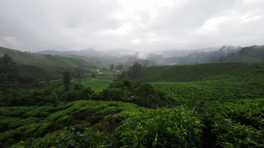 Cameron Highlands