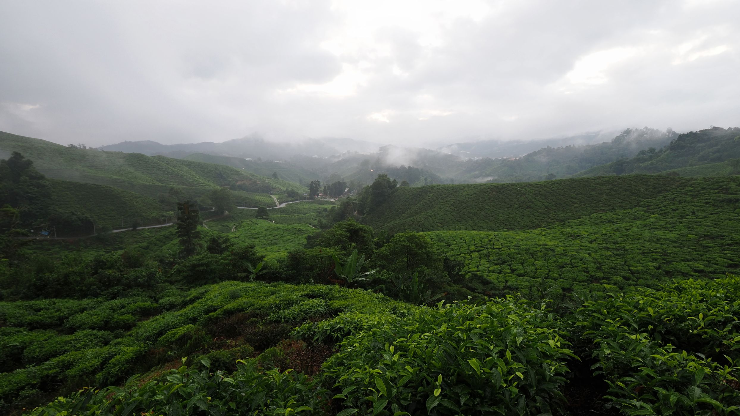 Cameron Highlands, Malaysia
