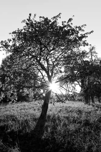 Cherry Trees