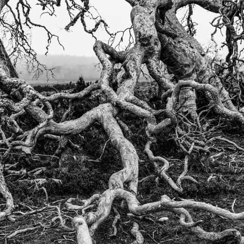 Cider gum