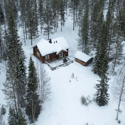 Cute bain in the Finnish forest, Finland