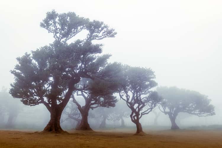 Fog Forest Fanal, Madeira
