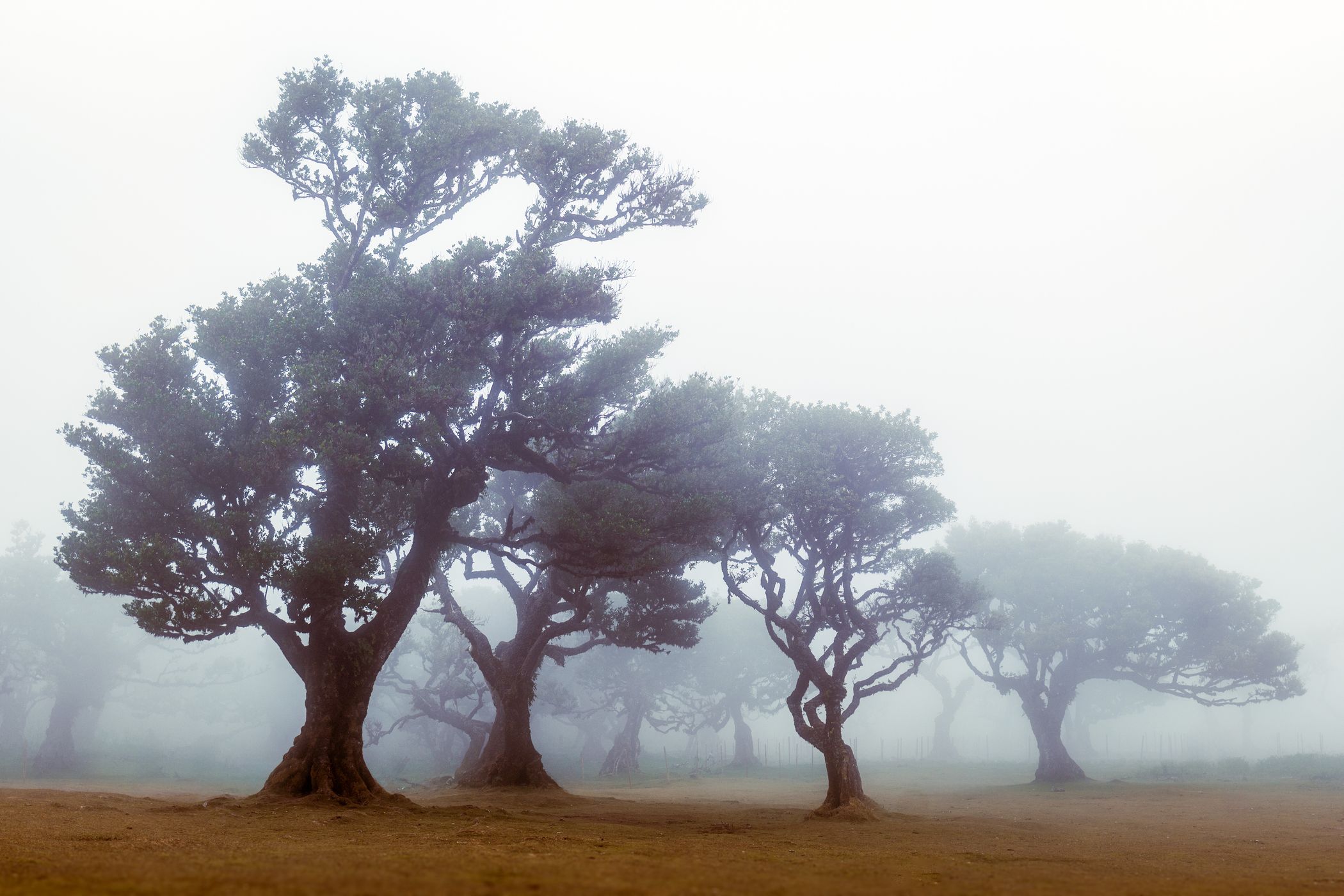 Fog Forest Fanal, Madeira, Portugal