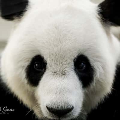 Giant Panda Garden, China