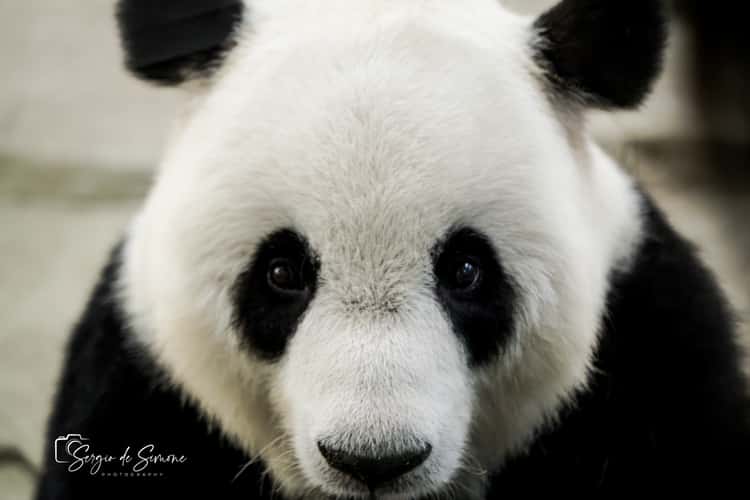 Giant Panda Garden