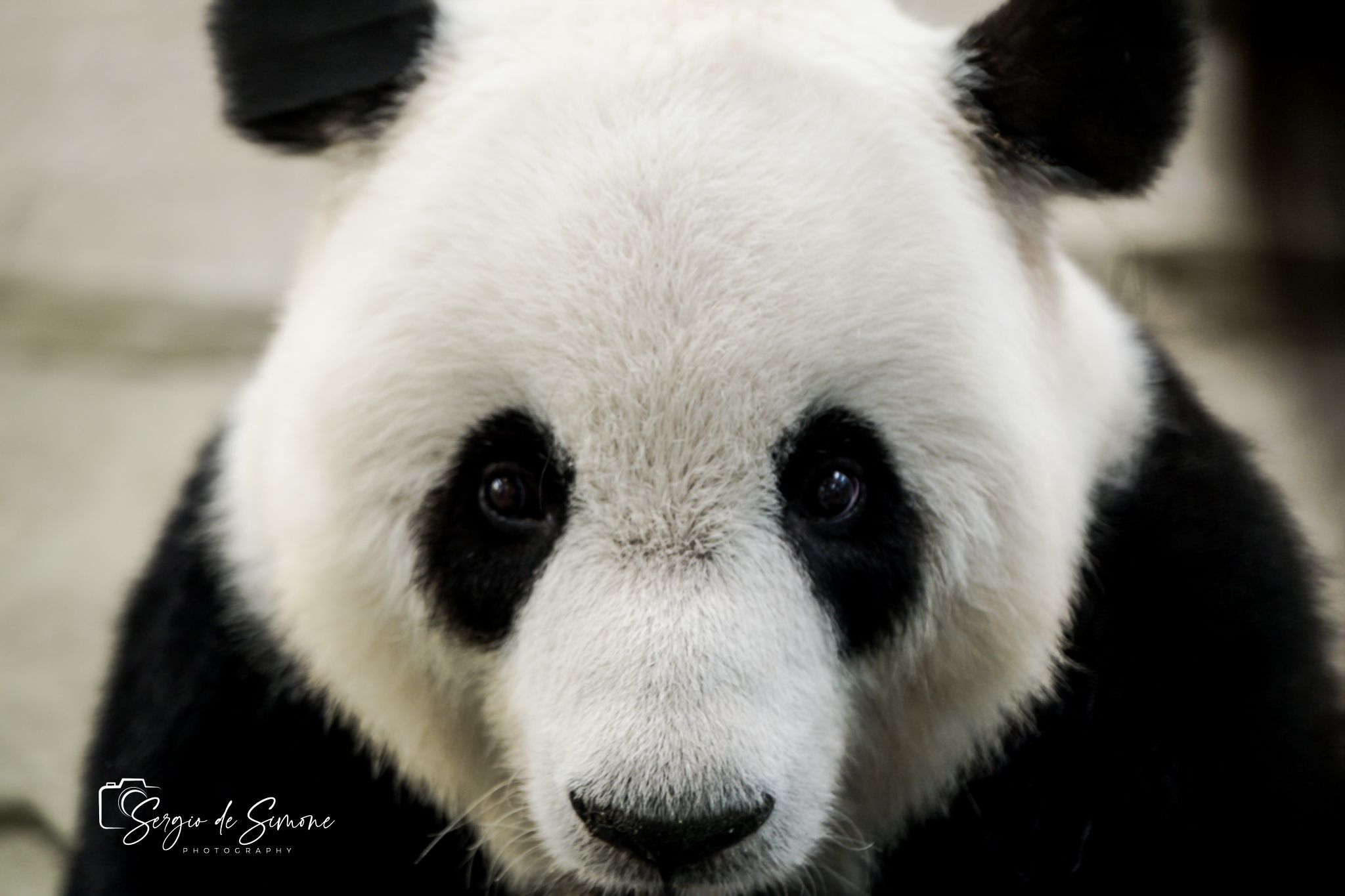 Giant Panda Garden, China