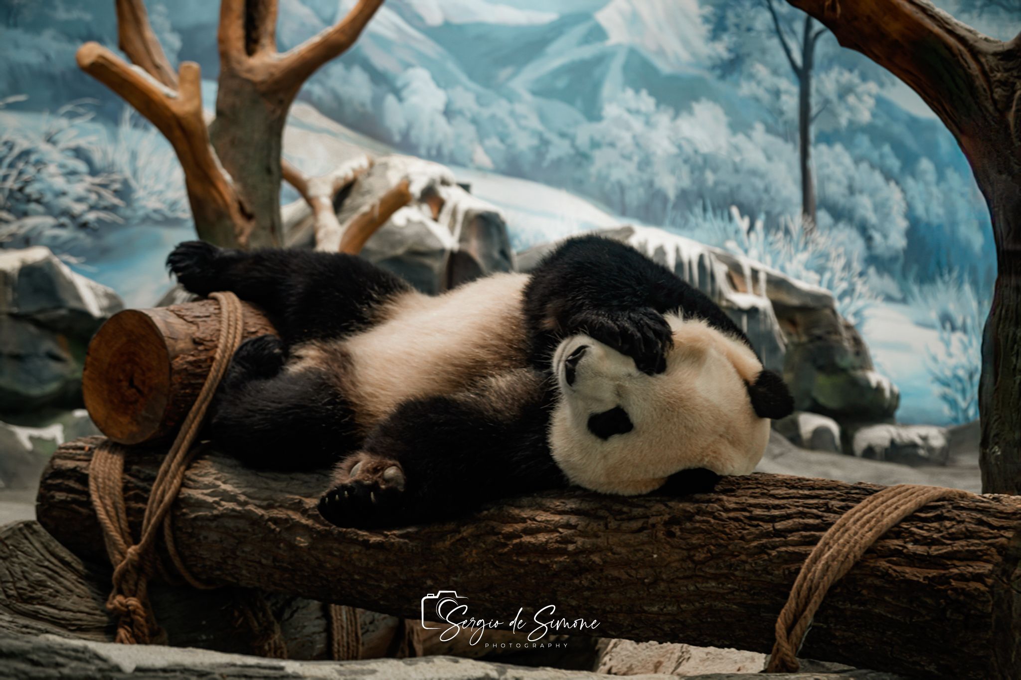 Giant Panda Garden, China