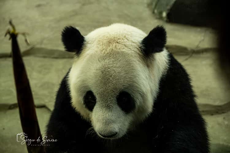 Giant Panda Garden