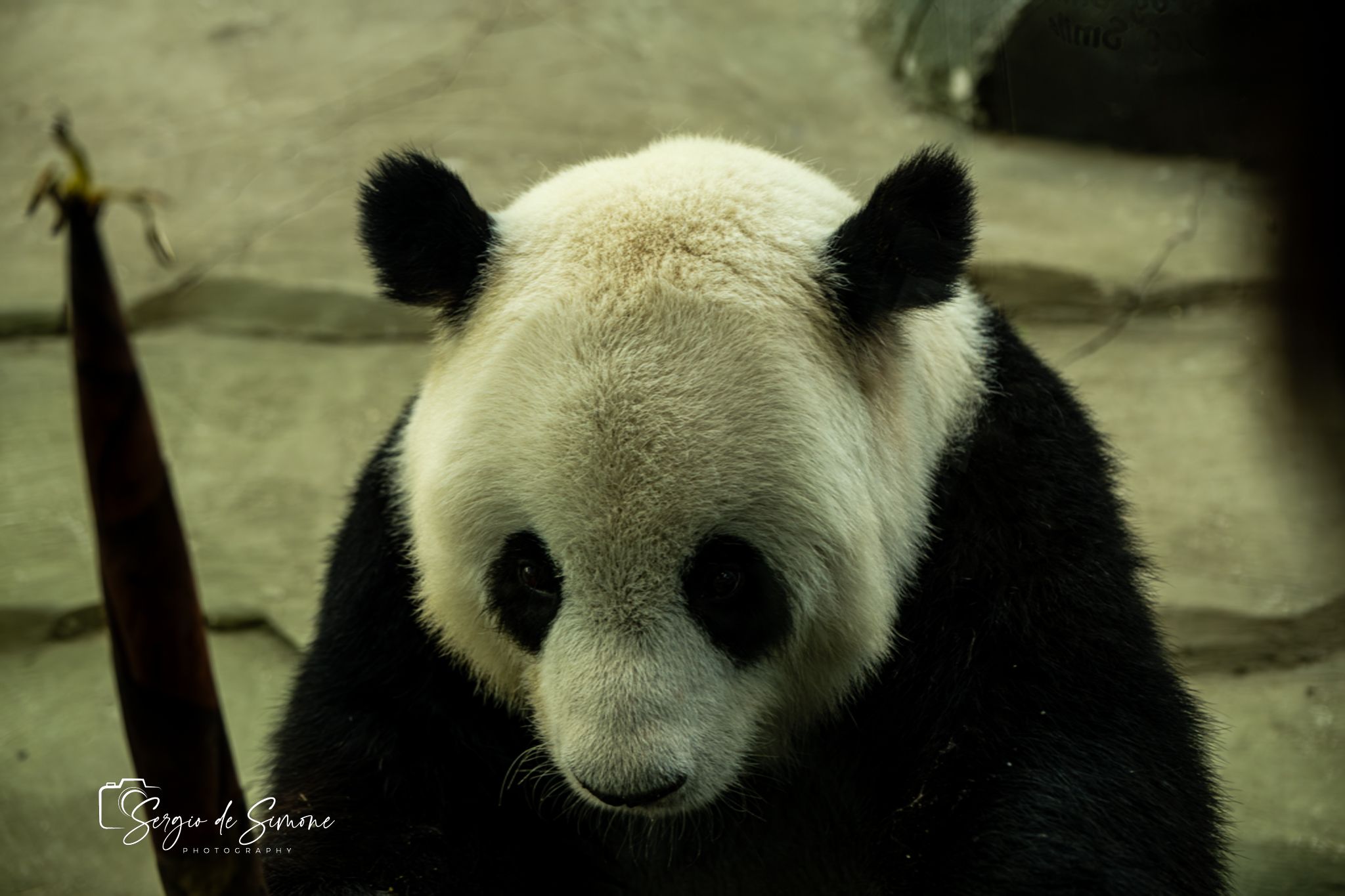Giant Panda Garden, China