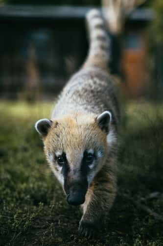 Grimpinger Farm Wildlife Park near Ahsen