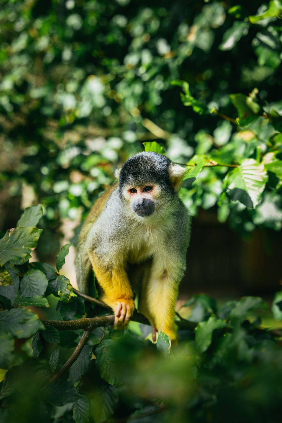 Grimpinger Farm Wildlife Park near Ahsen, Germany
