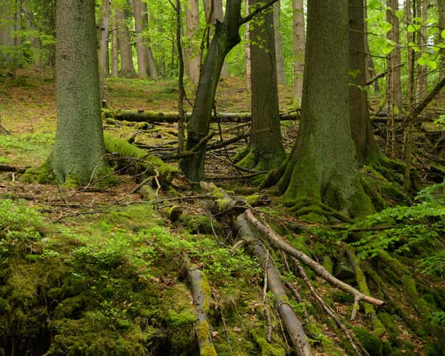 Kaskadenschlucht bei Gersfeld (Rhön)