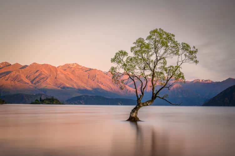 Lake Wanaka - The lonely Tree