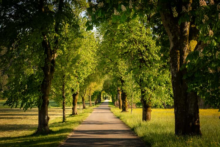 Linthweg